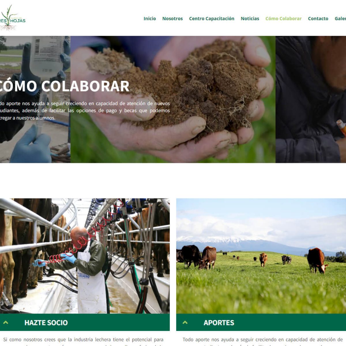 Fundacion_Tres_Hojas_02